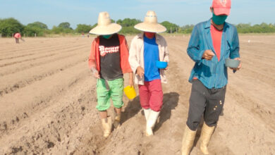 campaña tabaco pinar