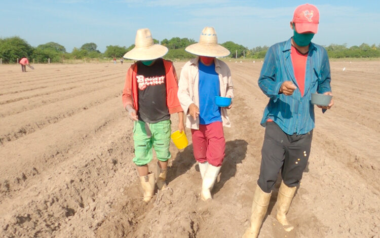 campaña tabaco pinar