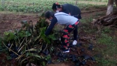 federadas producción de alimentos