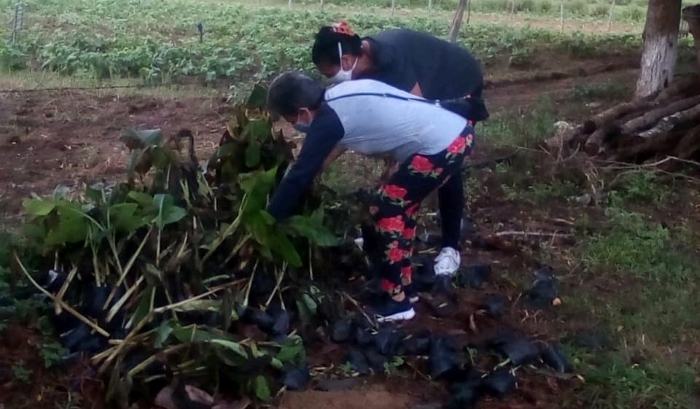 federadas producción de alimentos