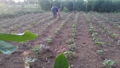 La finca familiar La Milagrosa continúa su rítmo a favor de la producción de alimentos