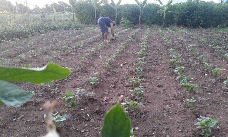 La finca familiar La Milagrosa continúa su rítmo a favor de la producción de alimentos