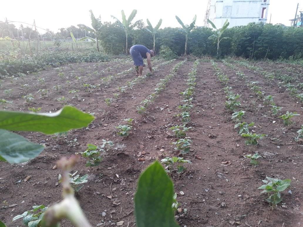 La finca familiar La Milagrosa continúa su rítmo a favor de la producción de alimentos