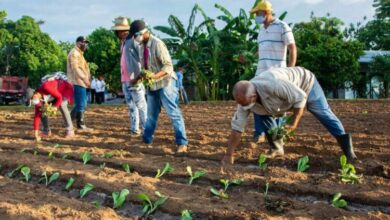 Comenzó en Pinar del Río campaña tabacalera 2021-2022
