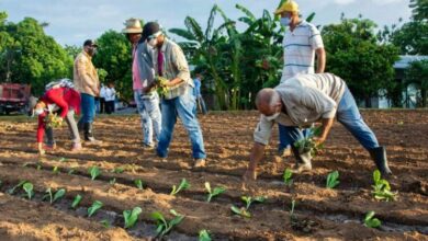 Comenzó en Pinar del Río campaña tabacalera 2021-2022