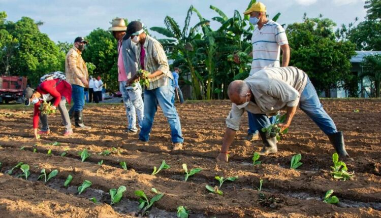 Comenzó en Pinar del Río campaña tabacalera 2021-2022