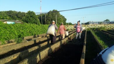 Otorgan a Sandino evaluación de Bien en visita del grupo provincial de la Agricultura Urbana