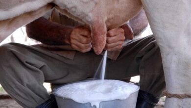 ganaderos producción leche Sandino
