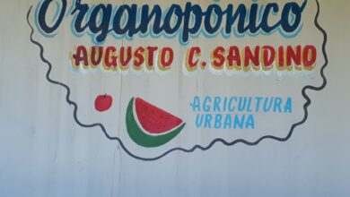 Avanza siembra de cultivos en organopónico Augusto César Sandino