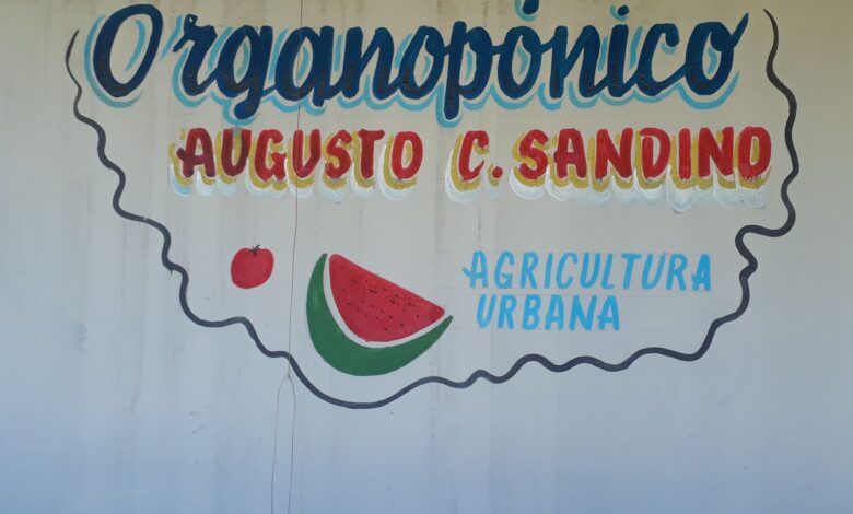 Avanza siembra de cultivos en organopónico Augusto César Sandino