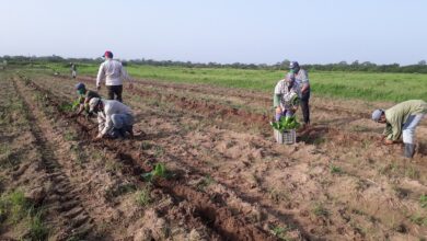 Campaña de frío en Sandino augura sembrar más de 8 mil hectáreas