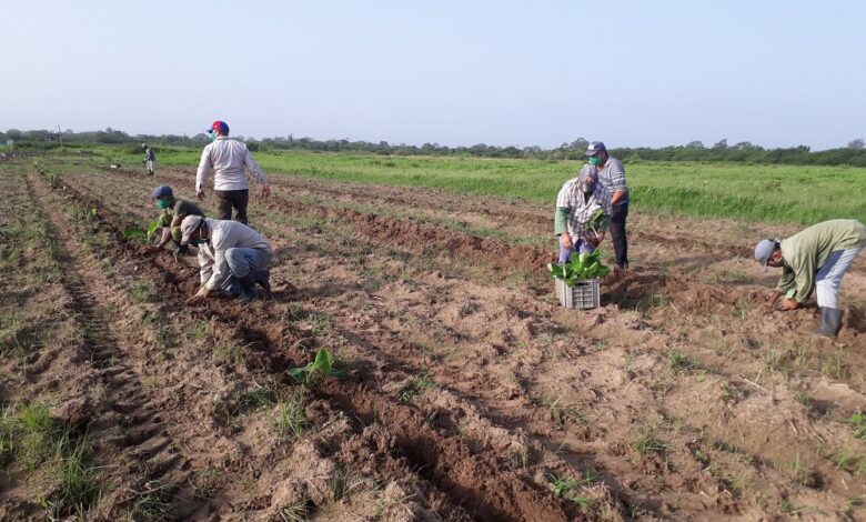 Campaña de frío en Sandino augura sembrar más de 8 mil hectáreas