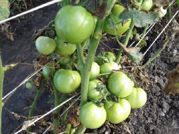 Inicia en Sandino siembra de tomate, prioridad de la actual Campaña de Frío
