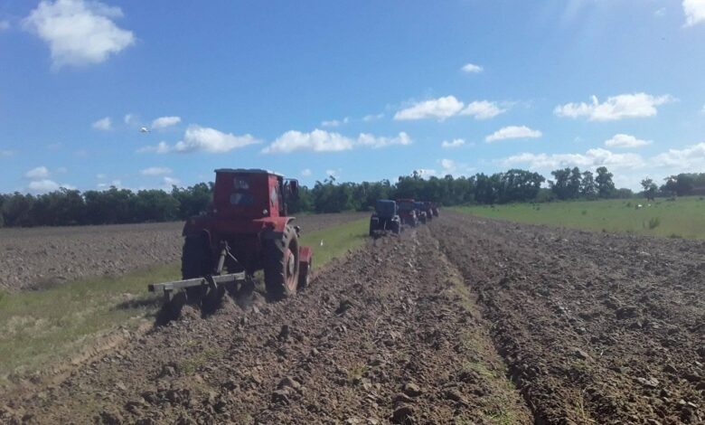 Prevén sembrar más de 350 hectáreas en la actual campaña tabacalera en Sandino