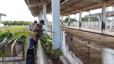 Avanza producción ganadera en Sandino