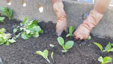 organopónico el tomate sandino