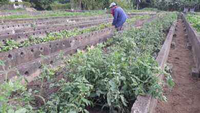 Impulsa labores Sandino para cumplir con el plan de siembra de tomate