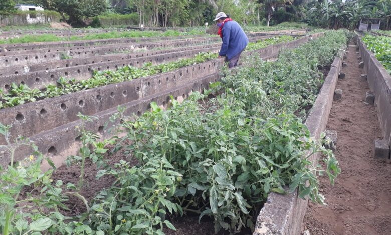 Impulsa labores Sandino para cumplir con el plan de siembra de tomate