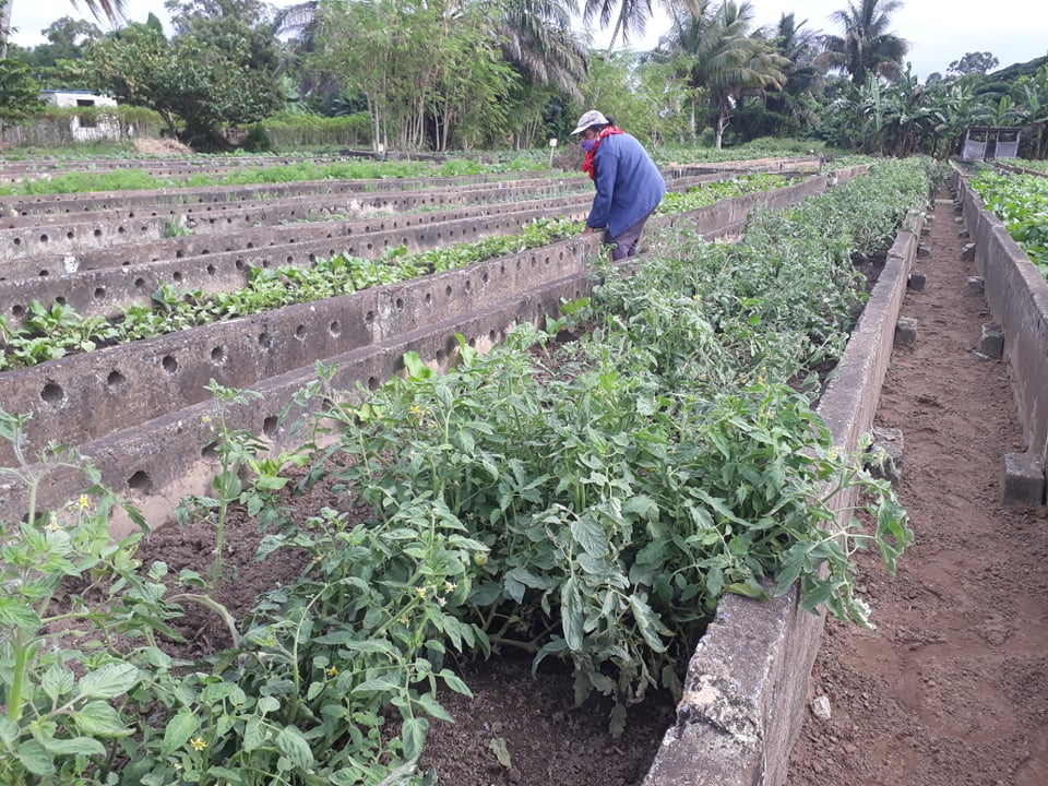 Impulsa labores Sandino para cumplir con el plan de siembra de tomate