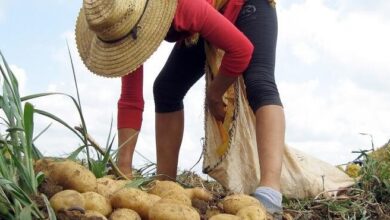 cultivo de papa métodos agroecológicos pinar