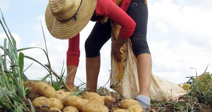 cultivo de papa métodos agroecológicos pinar