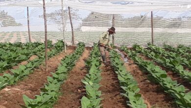 Por nuevos derroteros Empresa de Acopio y Beneficio del Tabaco Augusto César Sandino