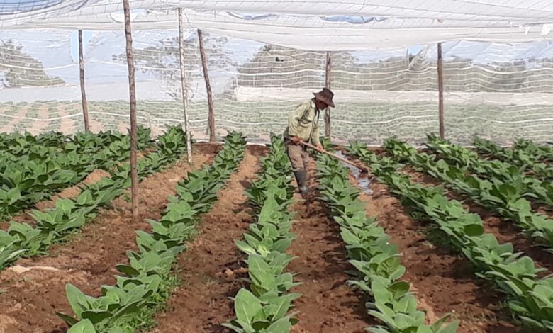 Por nuevos derroteros Empresa de Acopio y Beneficio del Tabaco Augusto César Sandino