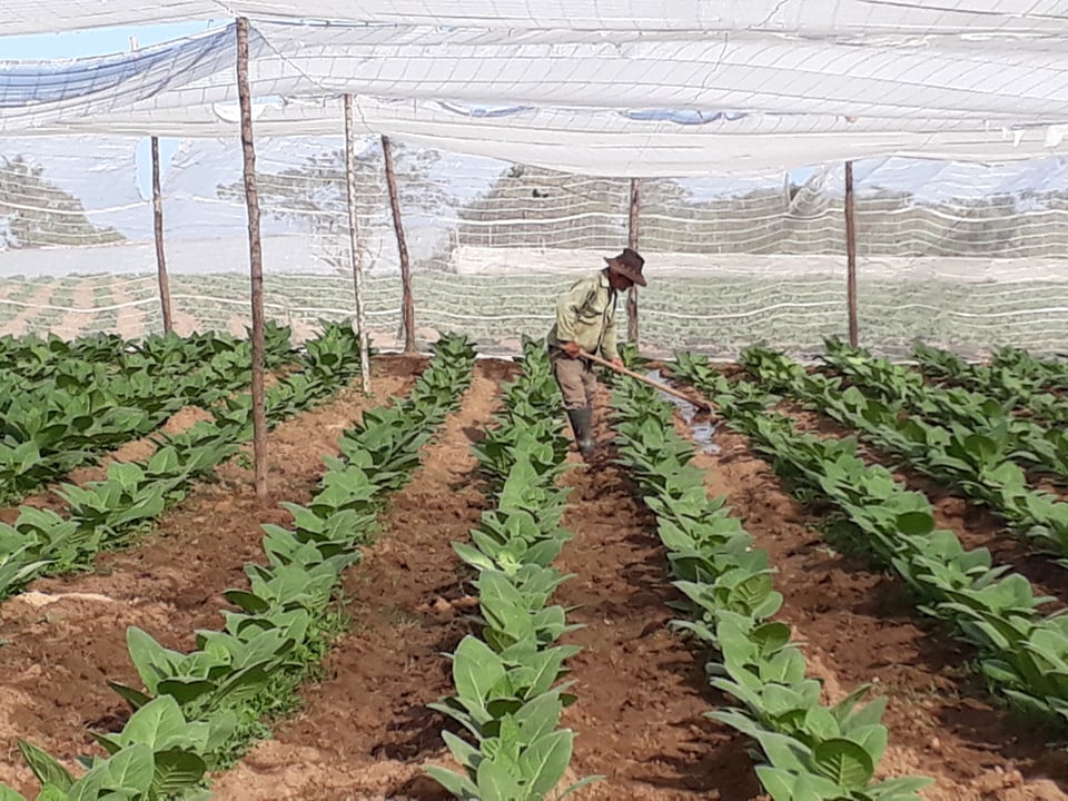 Por nuevos derroteros Empresa de Acopio y Beneficio del Tabaco Augusto César Sandino