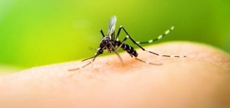 mosquito aedes aegypti