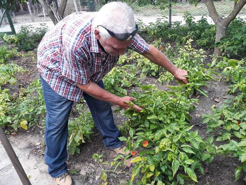 Gabriel cultiva alimentos