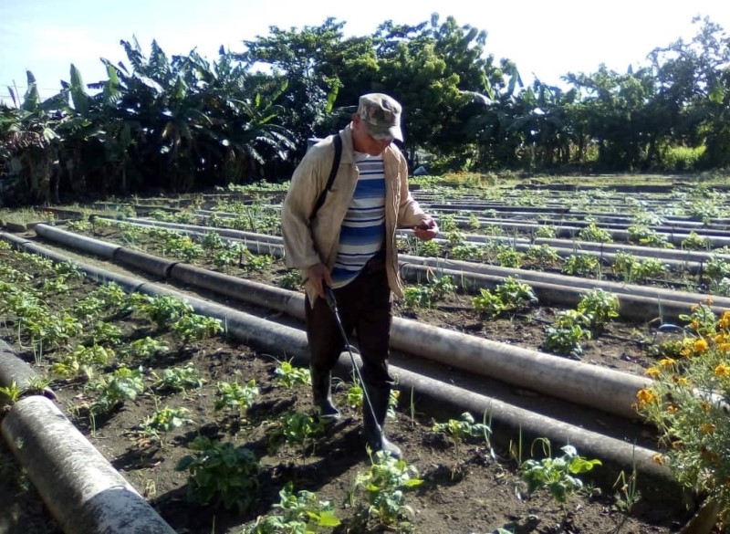 organopónico Augusto César Sandino