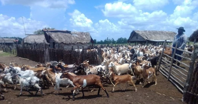 producción ovino caprina sandino