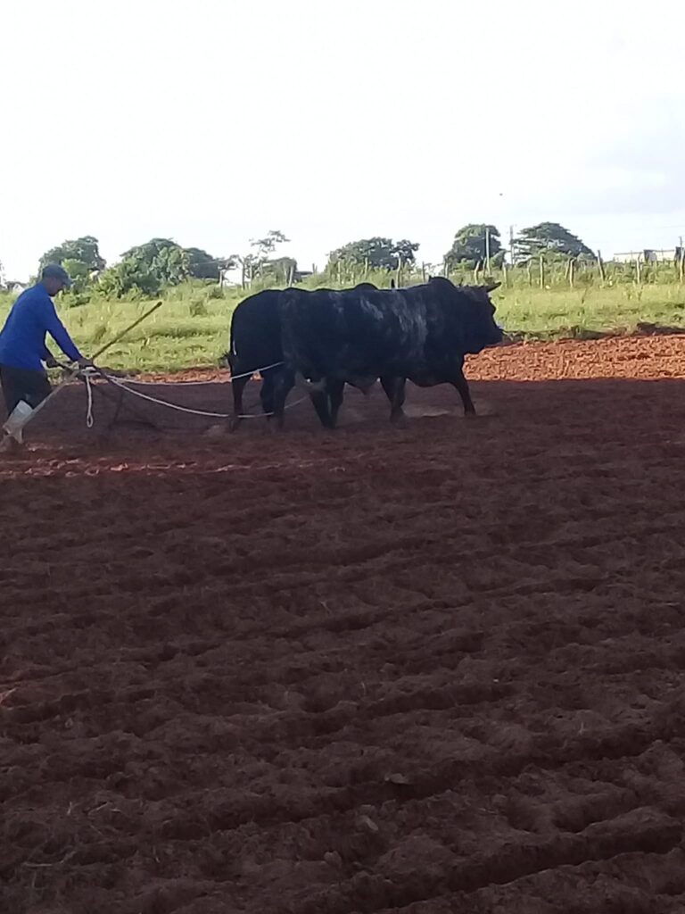 campaña de frío Sandino