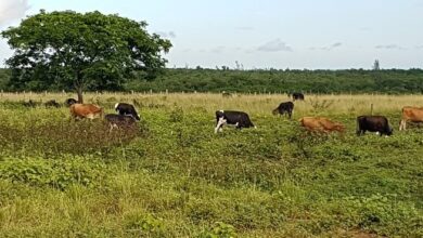 mejoramiento genético sandino