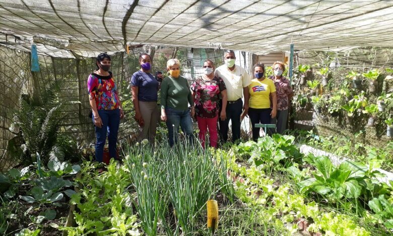 patio marisol agricultura urbana