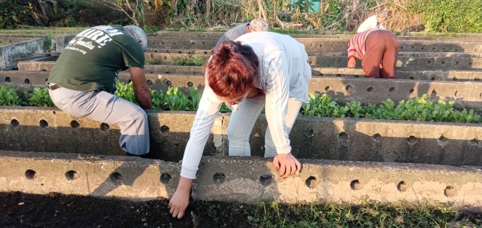 Brigada Juvenil impulsa producción de alimentos en Sandino