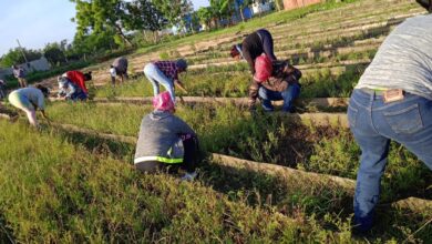 Protagonizan sandinenses jornada productiva este fin de semana