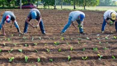 tabaco pinar del Río