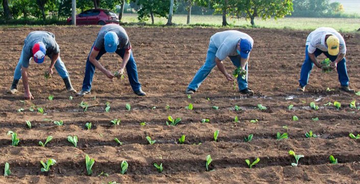 tabaco pinar del Río