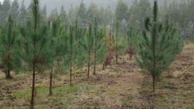 guanahacabibes reforestacion sandino