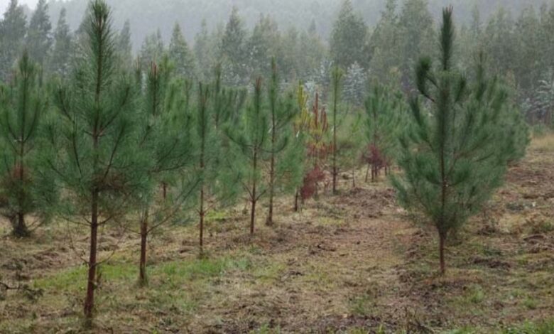 guanahacabibes reforestacion sandino