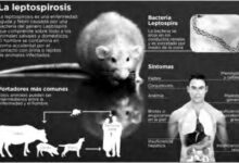 Proporcionan  autoridades sanitarias en Sandino información necesaria sobre la leptospirosis