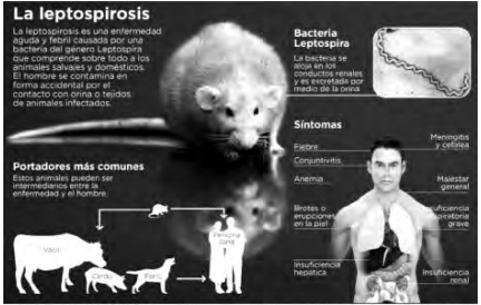 Proporcionan  autoridades sanitarias en Sandino información necesaria sobre la leptospirosis