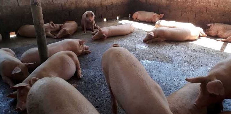 producción porcina carne sandino