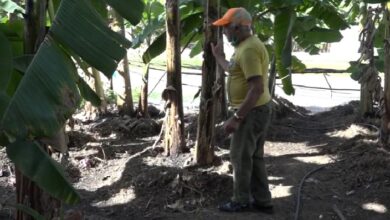 ángel carballo Moreno química agricultura sandino