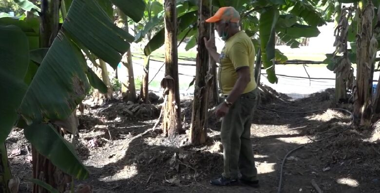 ángel carballo Moreno química agricultura sandino