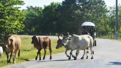 animales vía pública