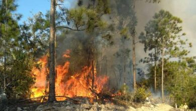 incendios forestales