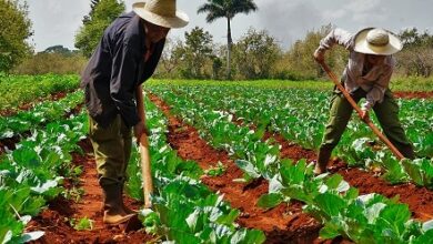 hombre mujeres campo economía