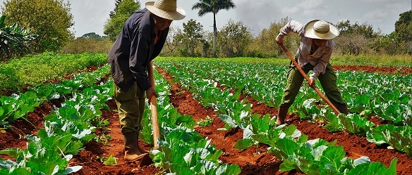 hombre mujeres campo economía